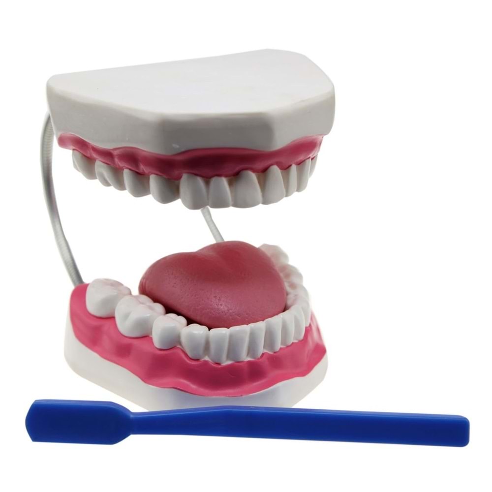 EDU DİŞ FIRÇALAM MODELİ