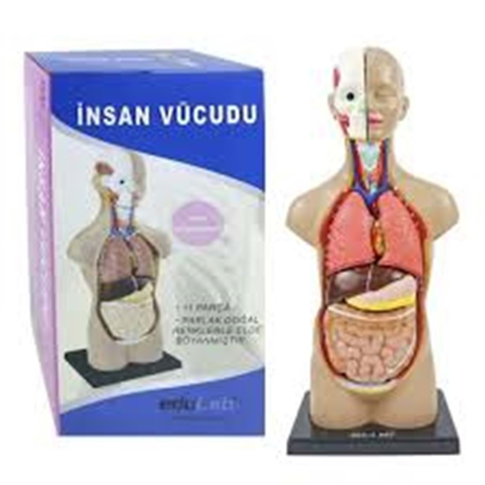 EDU 0566 İNSAN VÜCUDU 50CM 11 PARÇA