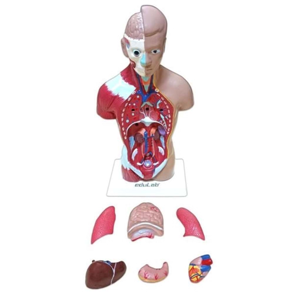 EDU 0566 İNSAN VÜCUDU 27 CM 11
