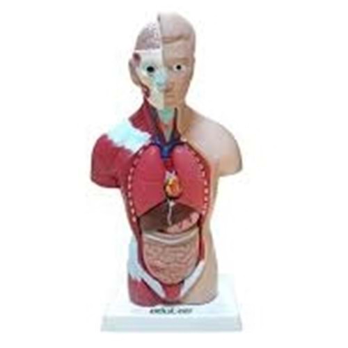 EDU 0566 İNSAN VÜCUDU 27 CM 11