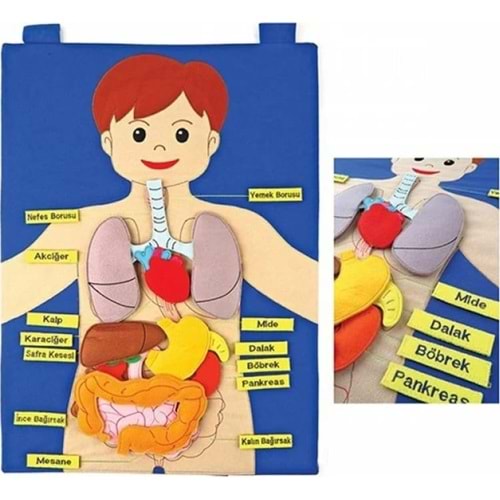 ANADOLU 120 CIRTLI VÜCUDUMUZ PANO