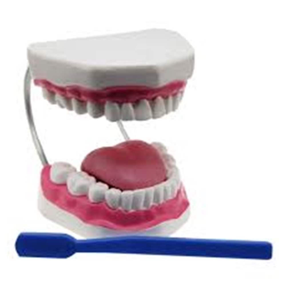 EDU DİŞ FIRÇALAM MODELİ