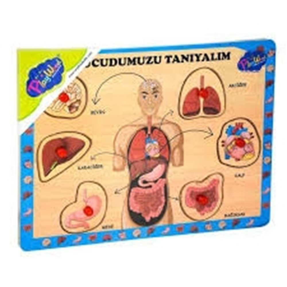 ONY-287/288 AHŞAP TUTMALI VÜCUDUMUZU TANIYALIM