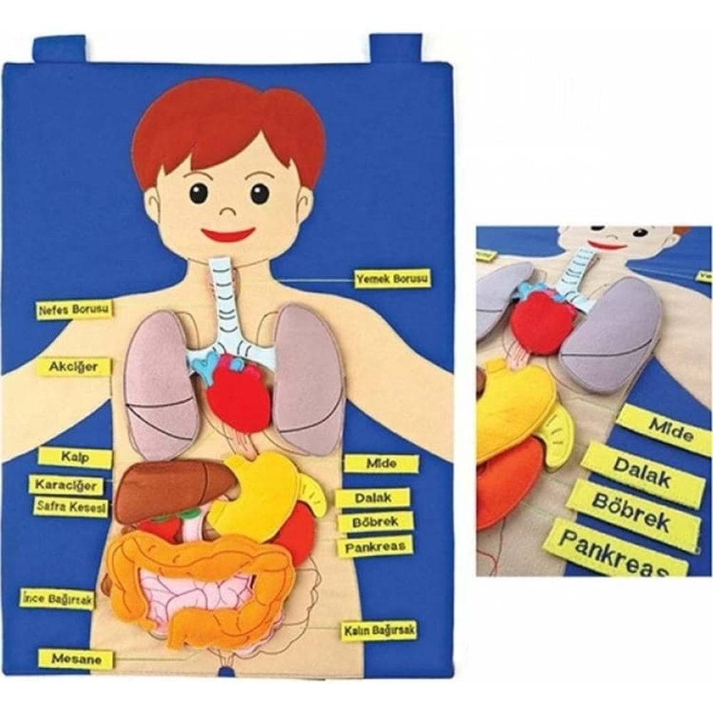 ANADOLU 120 CIRTLI VÜCUDUMUZ PANO